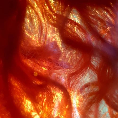An image of sunlight through red curly hair. The light is refracting through the curls, making it look like they are glowing from within.
