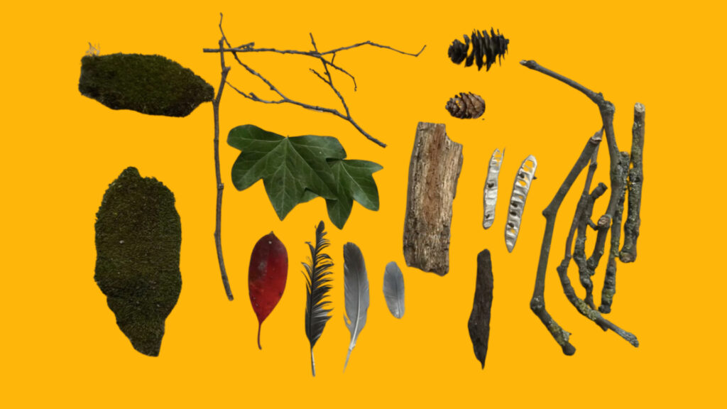 A collage of specimens that can be found in Peckham's green spaces set against a bright orange background. Items include leaves, seeds, feathers, moss, pinecones and tree bark